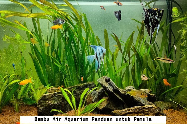 Bambu Air Aquarium, Panduan untuk Pemula