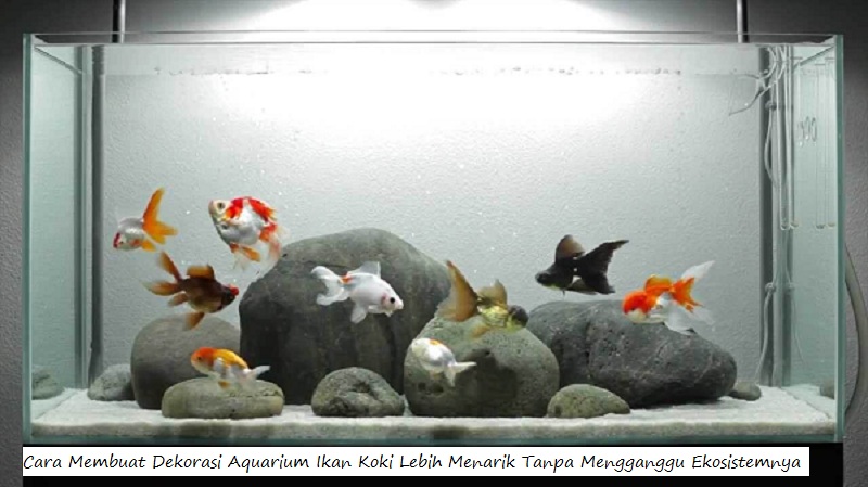 Cara Membuat Dekorasi Aquarium Ikan Koki Lebih Menarik Tanpa Mengganggu Ekosistemnya