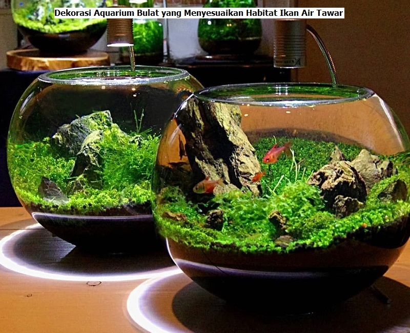 Dekorasi Aquarium Bulat yang Menyesuaikan Habitat Ikan Air Tawar