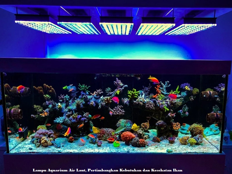 Lampu Aquarium Air Laut, Pertimbangkan Kebutuhan dan Kesehatan Ikan