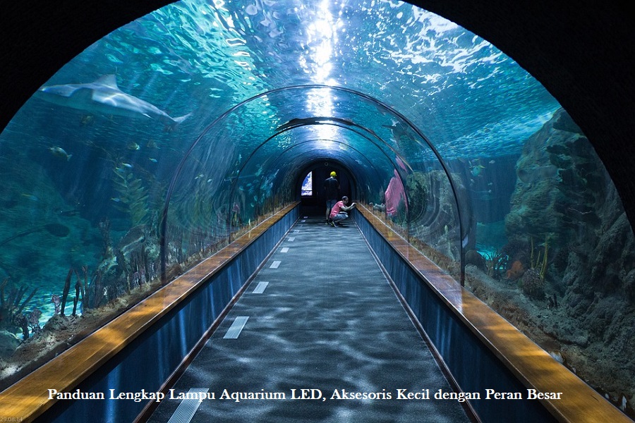 Panduan Lengkap Lampu Aquarium LED, Aksesoris Kecil dengan Peran Besar