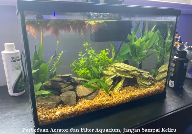 Perbedaan Aerator dan Filter Aquarium, Jangan Sampai Keliru