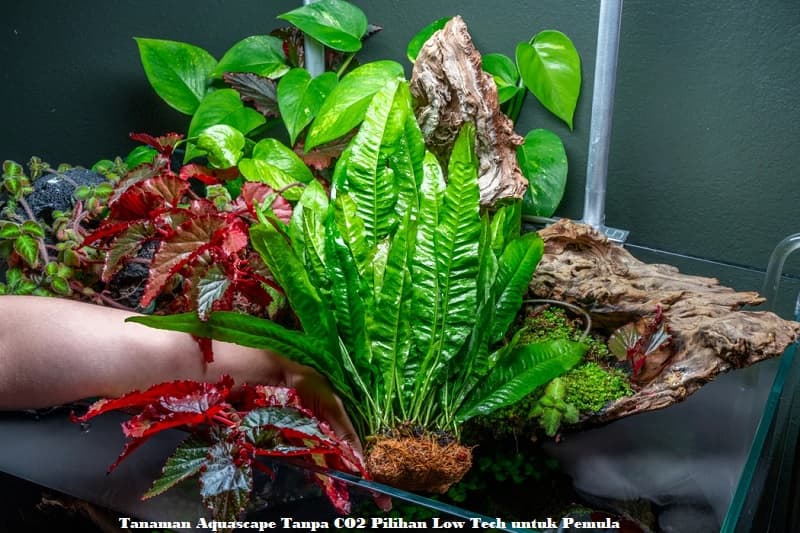 Tanaman Aquascape Tanpa CO2
