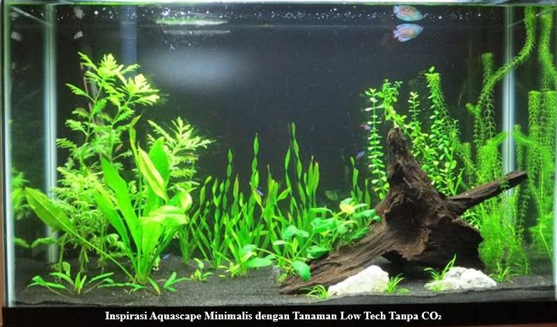 Aquascape Minimalis