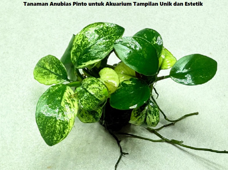 Tanaman Anubias Pinto untuk Akuarium Tampilan Unik dan Estetik