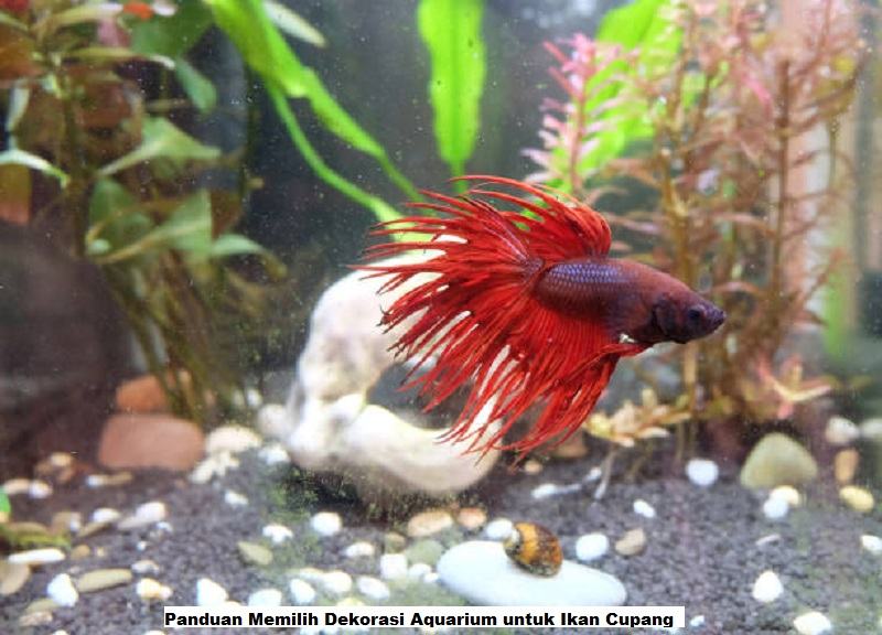 Panduan Memilih Dekorasi Aquarium untuk Ikan Cupang
